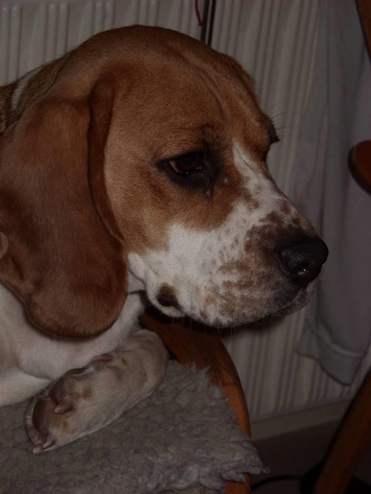 Beagle *Malou* - Smuk har man da lov til at være. billede 11
