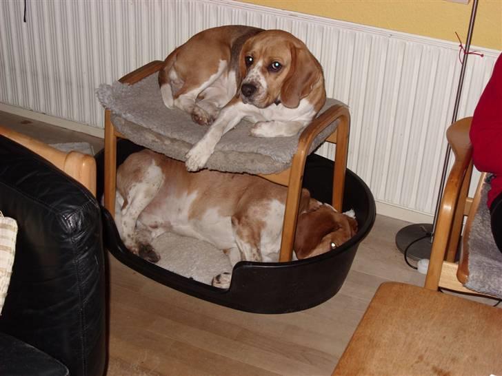 Beagle *Malou* - Hunde-køjeseng. billede 12