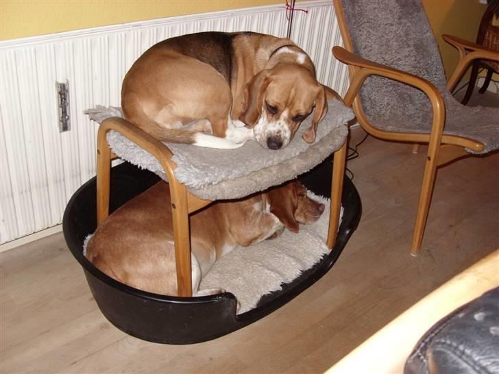 Beagle *Malou* - Hunde-køjesengen. billede 13