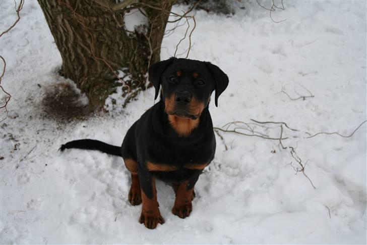 Rottweiler Luna billede 6