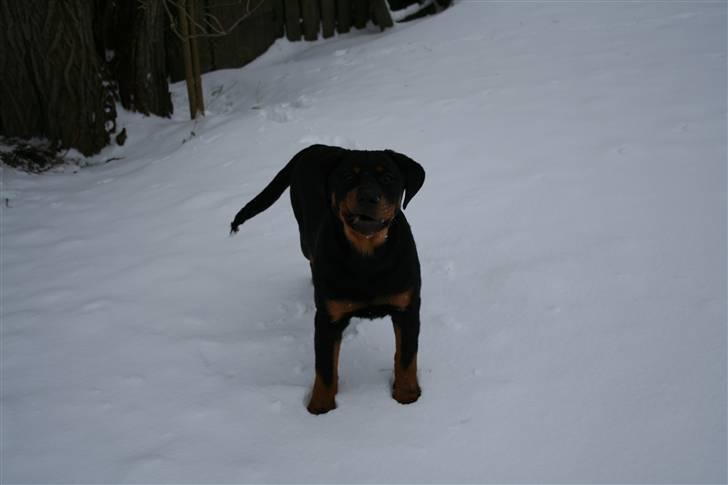 Rottweiler Luna billede 7