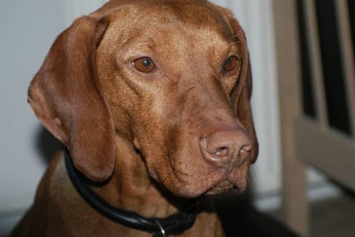 Vizsla Zenta billede 1