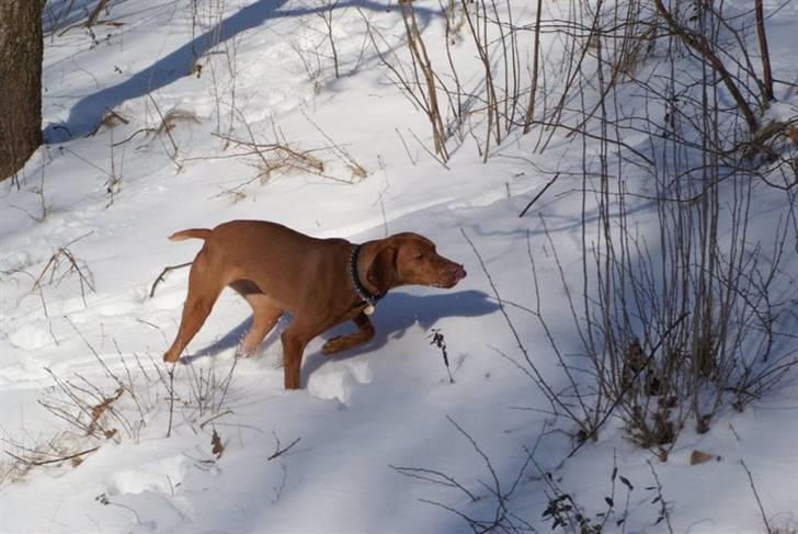 Vizsla Zenta billede 2