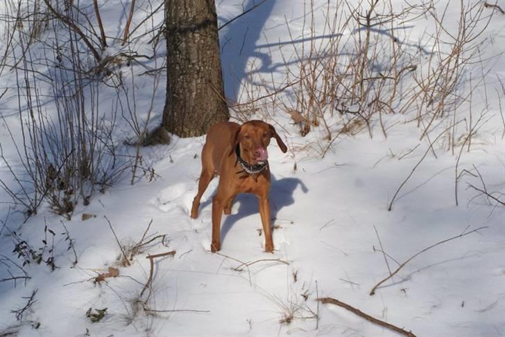 Vizsla Zenta billede 3