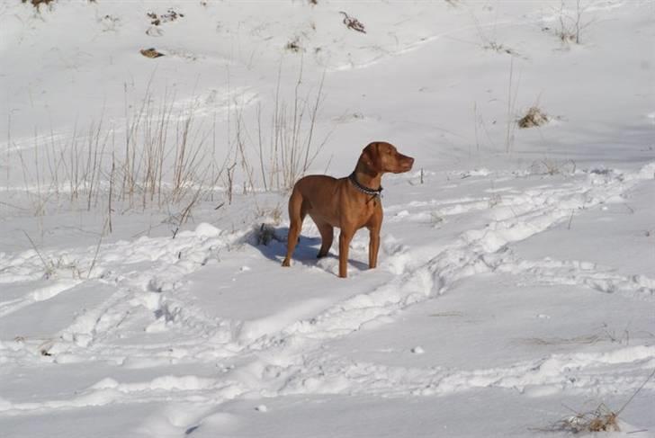 Vizsla Zenta billede 4