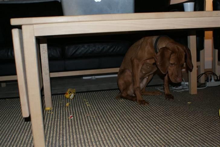 Vizsla Zenta - skammer sig efter at have spist sit pivdyr billede 5