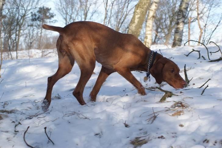 Vizsla Zenta billede 6