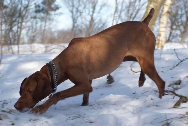 Vizsla Zenta billede 7