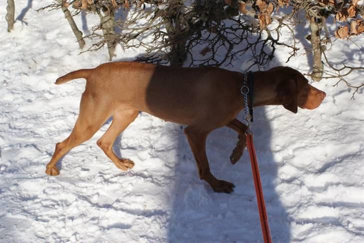 Vizsla Zenta - Stand for solsort billede 8