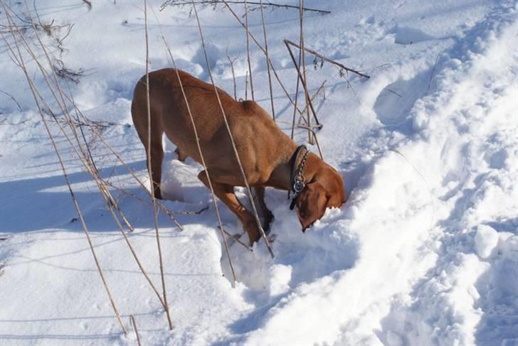 Vizsla Zenta billede 9