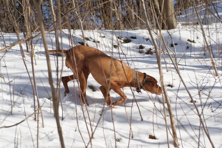 Vizsla Zenta billede 10