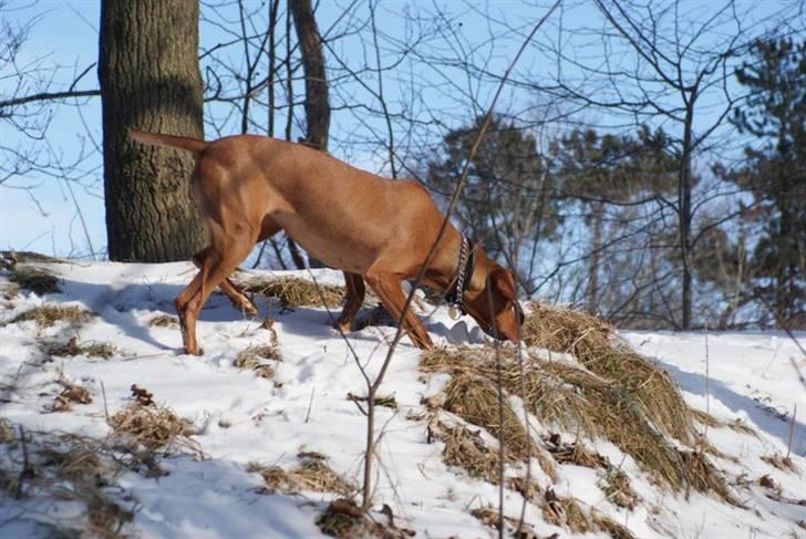 Vizsla Zenta billede 11
