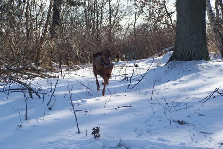 Vizsla Zenta billede 12