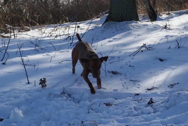 Vizsla Zenta - fuld gas på hunden billede 13
