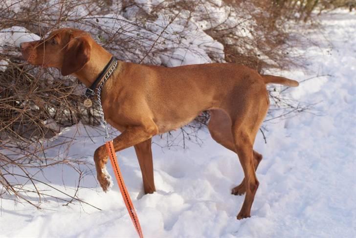 Vizsla Zenta - Stand for kat billede 14