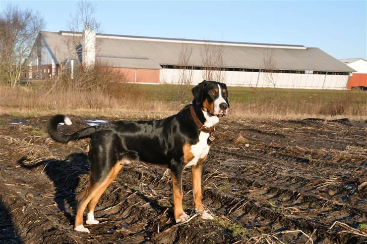 Grosser schweizer sennenhund Unico's Shelby - Shelby 7 måneder gammel billede 3