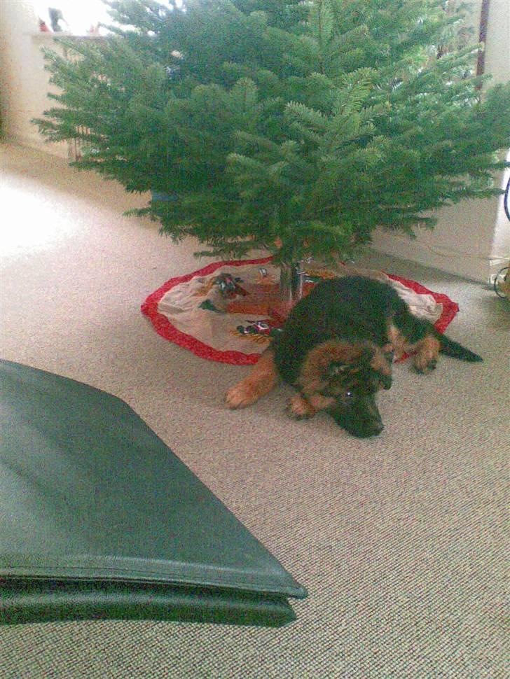 Schæferhund Micadee´s Falcon - Mors egen julegave :) (3 mdr) billede 12