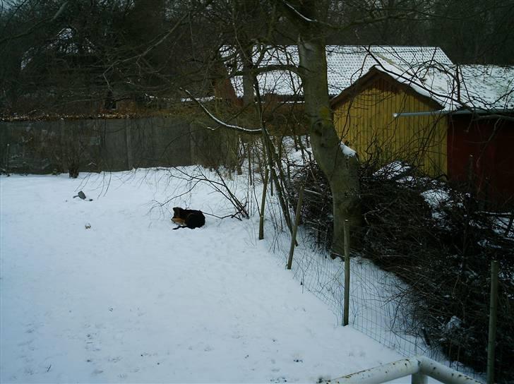 Schæferhund Micadee´s Falcon - Falcon i sneen (ca.4½ mdr.) billede 14