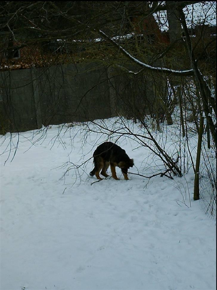 Schæferhund Micadee´s Falcon - Falcon prøver at vælte træet (ca. 4½ mdr.) billede 15
