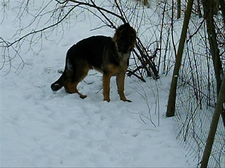 Schæferhund Micadee´s Falcon - Falcon (ca.4½ mdr.) Mig???? Jeg laver ikke noget... billede 16
