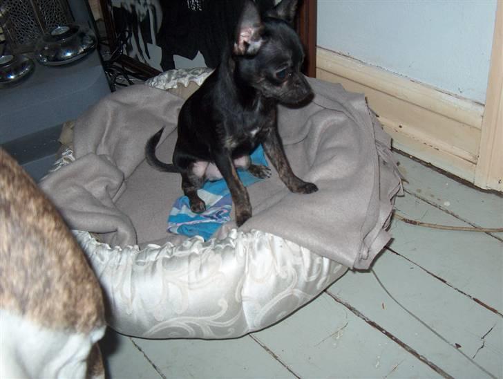 Chihuahua KODA - væk molly det er min!!! billede 13
