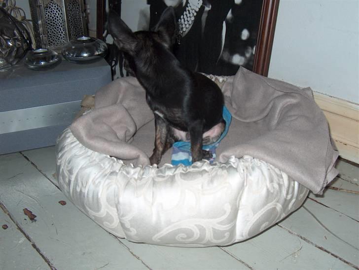 Chihuahua KODA - ja det var min nye kurv købt af Aino K her på hundegalleriet...jeg er bare såå heldig!!! billede 14