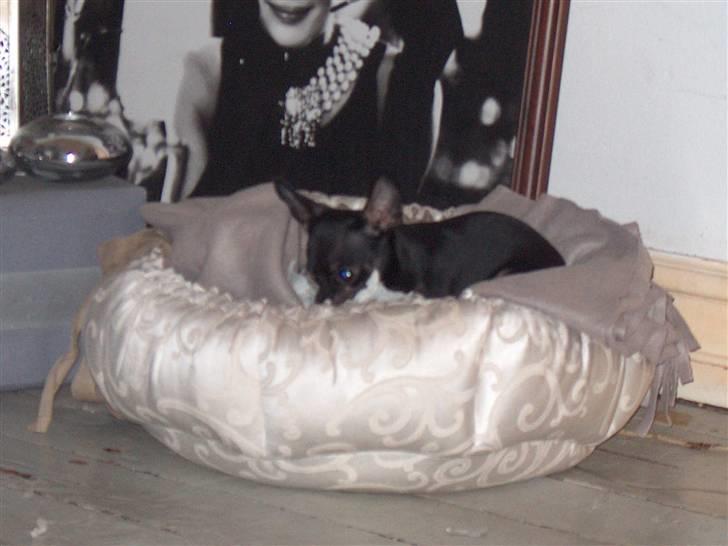 Chihuahua KODA - jeg forlader den aldrig!!!! billede 15