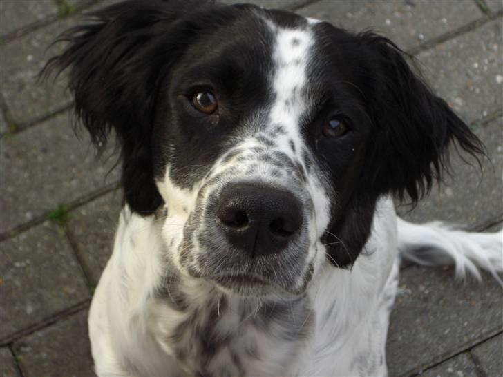 Blanding af racer Sirius Black billede 1