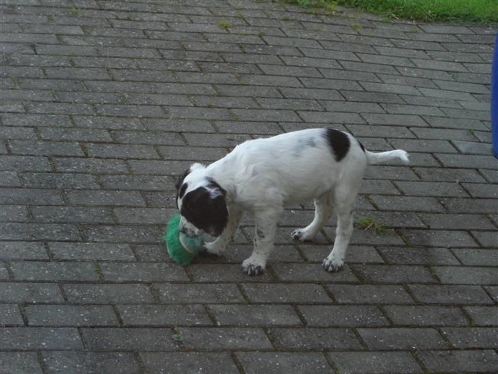 Blanding af racer Sirius Black - Sirius med sit første legetøj.  billede 2
