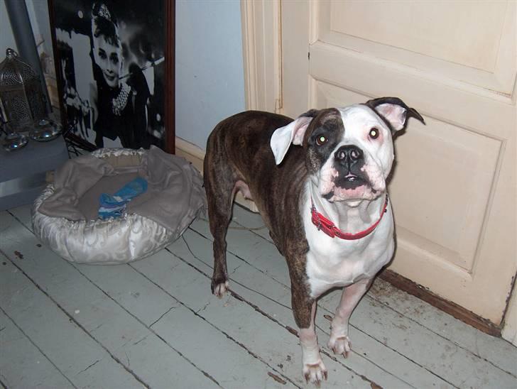 Amerikansk bulldog MOLLY - moar!!!den kurv er for lille til både mig og koda... billede 12