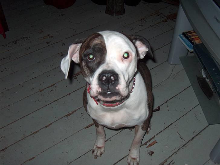 Amerikansk bulldog MOLLY - jeg vil også ha en kurv moar!!! billede 13