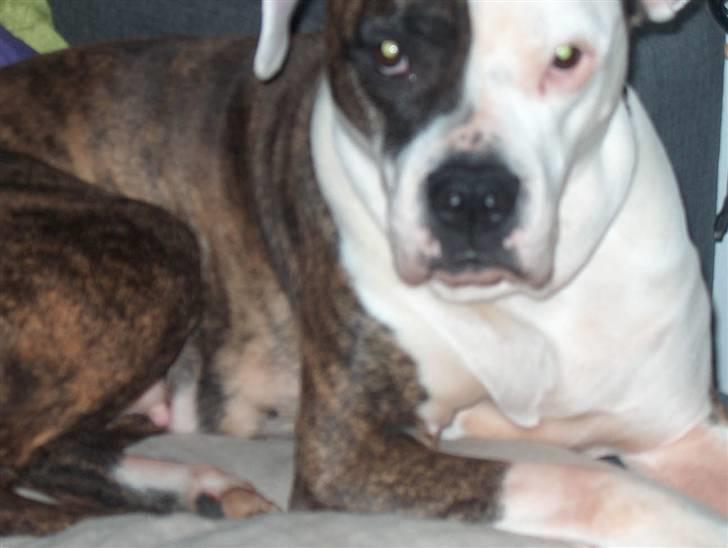 Amerikansk bulldog MOLLY - lige meget...jeg lægger mig bare på sofaen;) billede 14