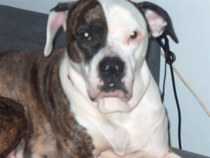 Amerikansk bulldog MOLLY - man er vel stadig smuk når man er 8 år;) billede 15