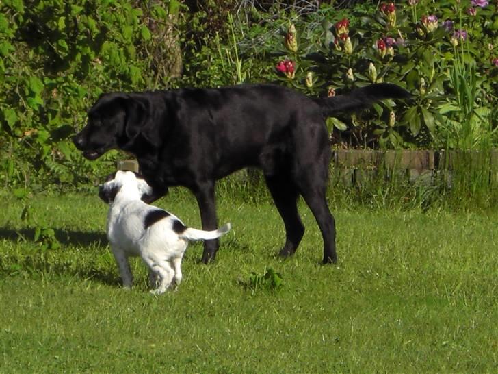 Blanding af racer Sirius Black - Marius og Sirus. Mine forældrers hund som ´opdragede´ Sirius de første 7mdr af hans liv inden vi flyttede til Sønderborg. Der er stadig stor gensynsglæde.  billede 3