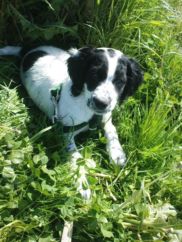 Blanding af racer Sirius Black - Ca 14 uge.  billede 4