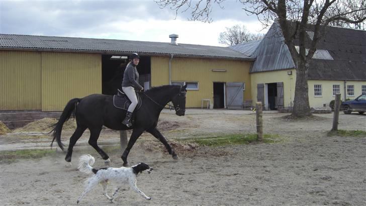 Blanding af racer Sirius Black - Sirius med sin hest, Chosen. Det er sådanne her ridning normalt foregår - motion for alle.  billede 5