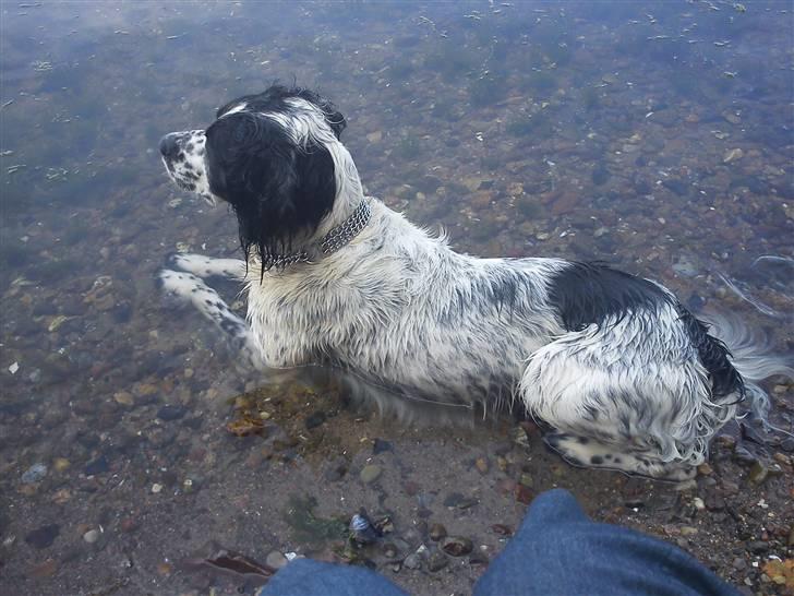 Blanding af racer Sirius Black - Middagsafkøling i varmen.  billede 6