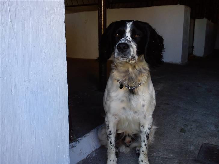 Blanding af racer Sirius Black - Afventende i stalddøren. Havde været afsted i næsten 4 timer.  billede 7