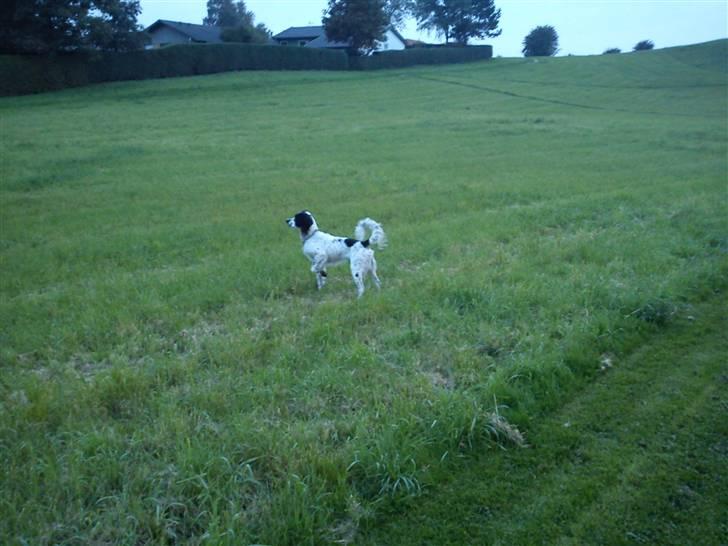 Blanding af racer Sirius Black - Der er vist noget spændende derover? billede 8