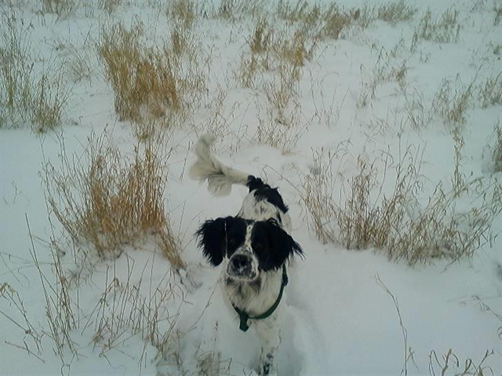 Blanding af racer Sirius Black - Ca. 9 mdr og stadig glad for kammeraet.  billede 9