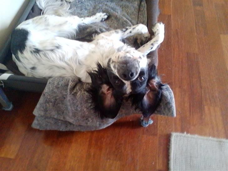 Blanding af racer Sirius Black - Jeg KAN flyve billede 10