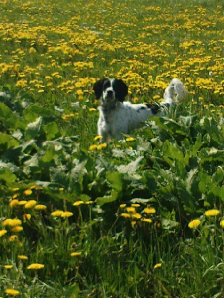 Blanding af racer Sirius Black - Mit favorit billede.  billede 11