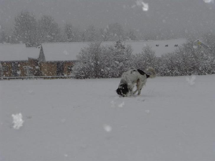 Blanding af racer Sirius Black - Leg i sneen billede 12