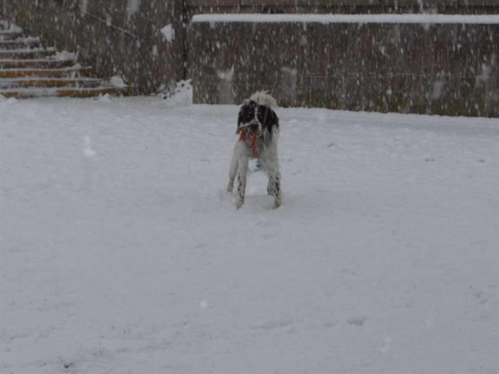 Blanding af racer Sirius Black - Jeg venter billede 13