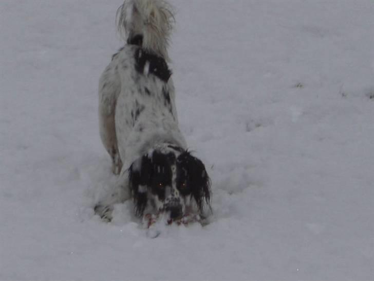 Blanding af racer Sirius Black - Prøv du bare at tage min snor! billede 14