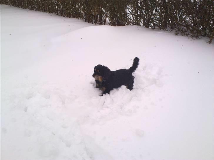 Blanding af racer Max - Jeg elsker sne. Det er simpelthen noget sjovt stads. billede 8