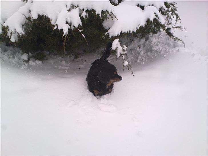 Blanding af racer Max - I haven i alt sneen. billede 9