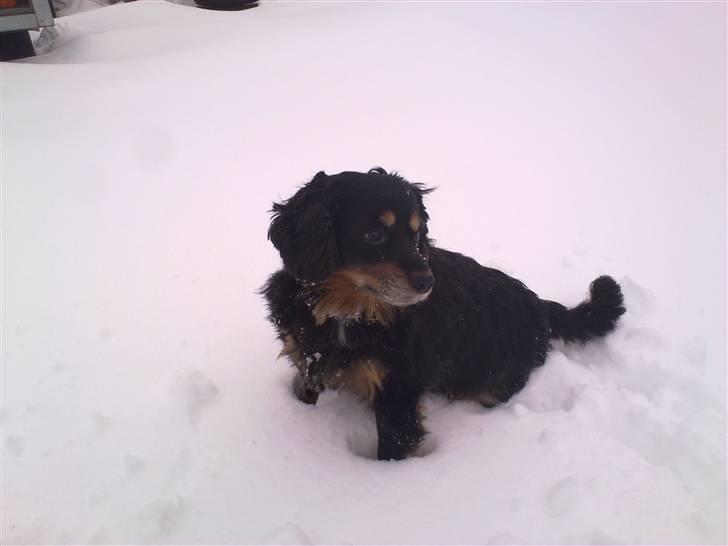 Blanding af racer Max - Fik lige øje på noget spændende.  billede 10