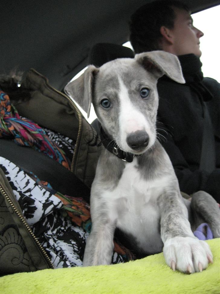 Whippet Sea Leopards Quiet Qairo billede 1