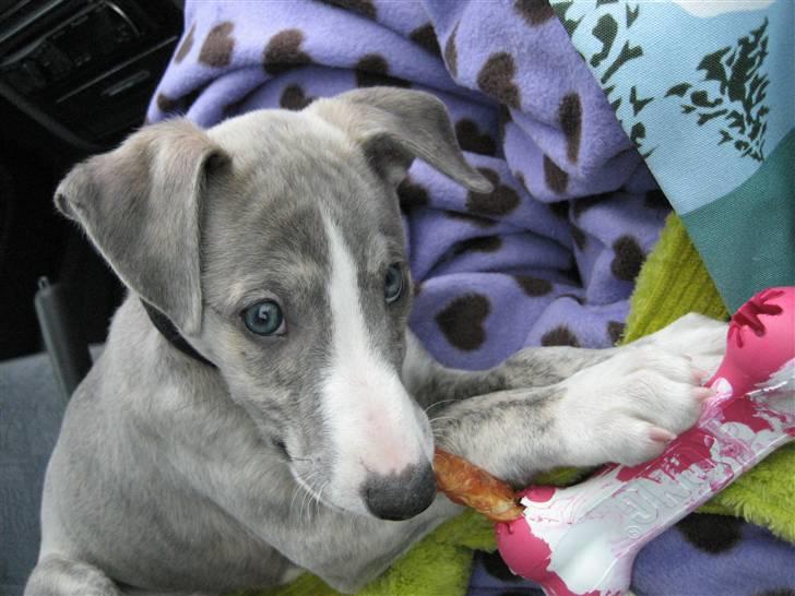 Whippet Sea Leopards Quiet Qairo billede 2